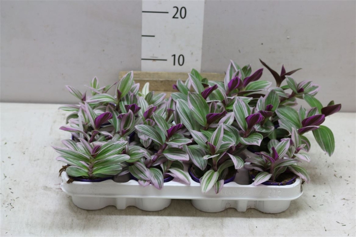 <h4>Tradescantia Albiflora 'nanouk'</h4>