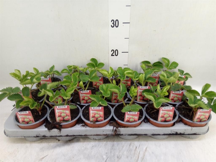 <h4>Fragaria   ...</h4>