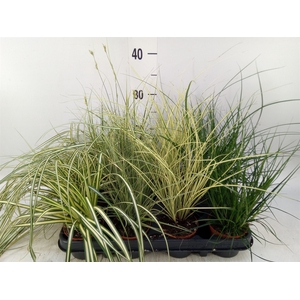 Carex   ...mix
