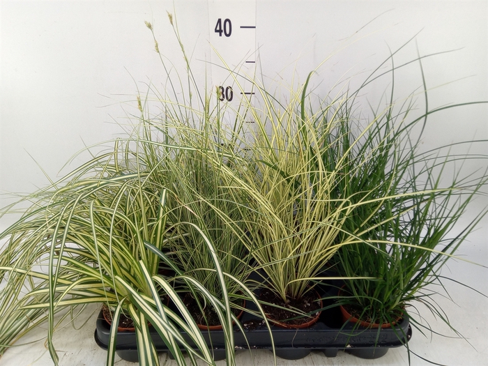 <h4>Carex   ...mix</h4>