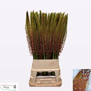 EREMURUS CLEOPATRA