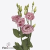 Lisianthus do cotton candy