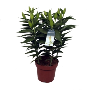 Lilium Or Starlight White 19cm