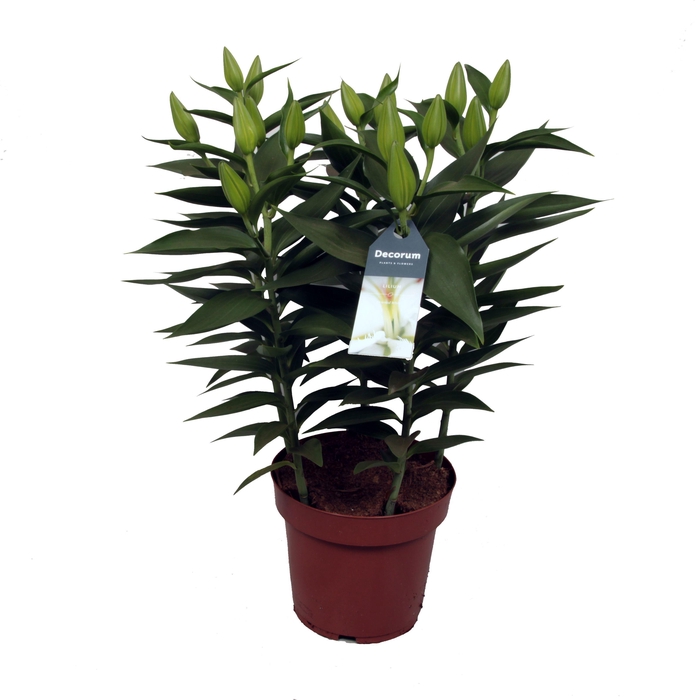 Lilium Or Starlight White 19cm