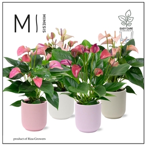 Mimesis Anthurium KARMA Multiflora mix - Atlanta Pastel