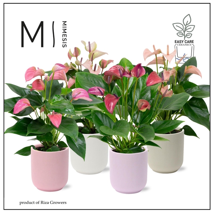 <h4>Mimesis Anthurium KARMA Multiflora mix - Atlanta Pastel</h4>