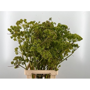 FOENICULUM VULGARE