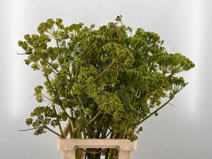 <h4>FOENICULUM VULGARE</h4>