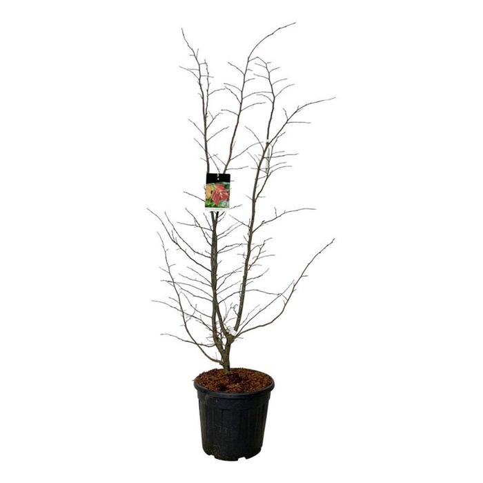 <h4>Parrotia persica 'Bella'</h4>