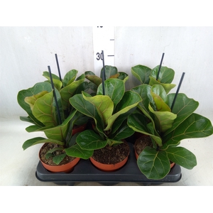Ficus lyrata 'Bambino'
