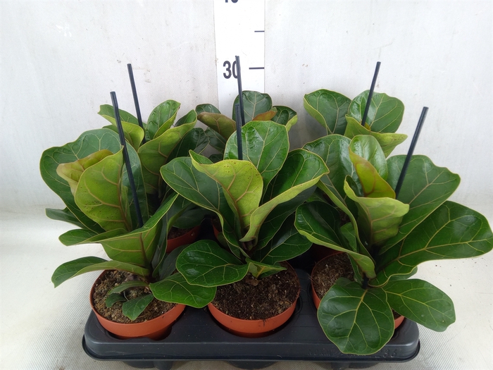 <h4>Ficus lyrata 'Bambino'</h4>