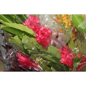 ALPINIA PURPURATA VERMELHA