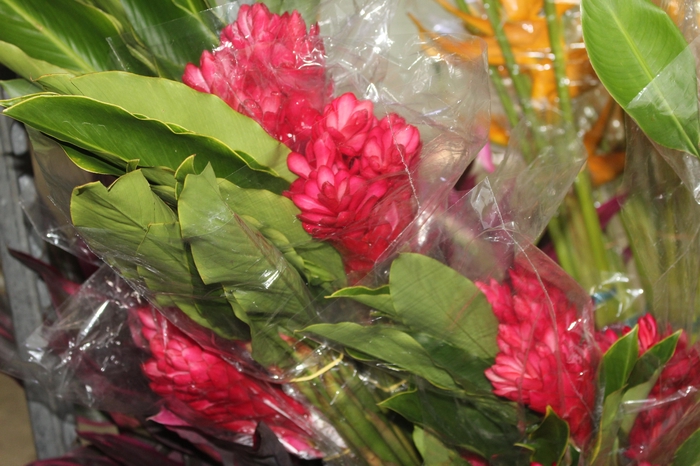 <h4>ALPINIA PURPURATA VERMELHA</h4>