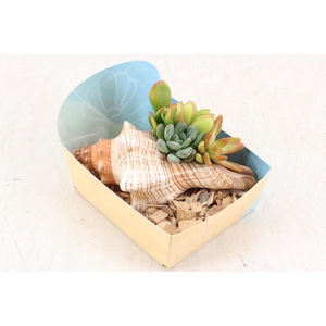 Arr3 Ad - Fasciolaria Schelp Xl