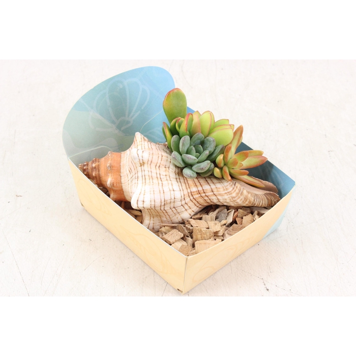 <h4>Arr3 Ad - Fasciolaria Schelp Xl</h4>