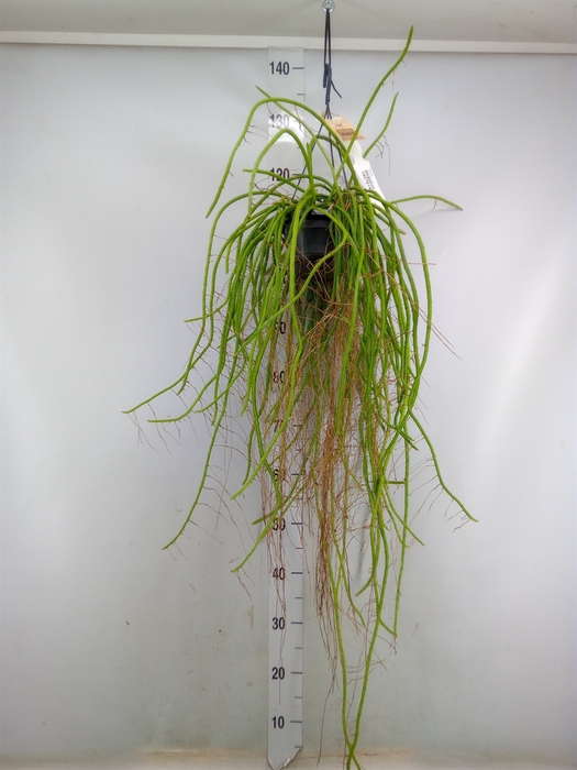 <h4>Rhipsalis   ...</h4>