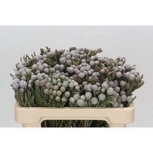 Kaaps Groen Silver Brunia