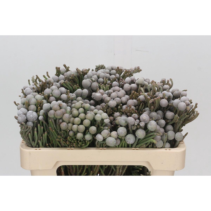 <h4>Kaaps Groen Silver Brunia</h4>