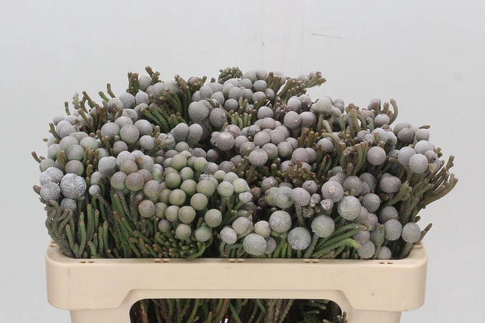 <h4>Kaaps Groen Silver Brunia</h4>