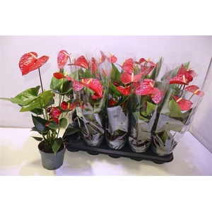 arr8 Anthu An Bambino Red