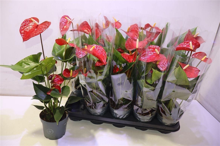 <h4>arr8 Anthu An Bambino Red</h4>