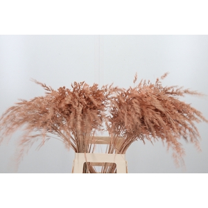 Calamagrostis Kl Bh Apricot