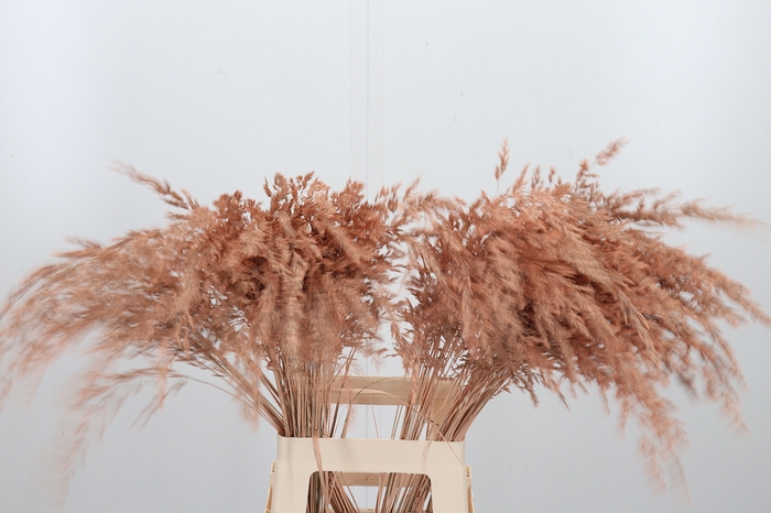 <h4>Calamagrostis Kl Bh Apricot</h4>