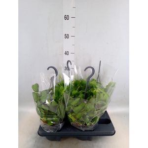 Dischidia platyphylla