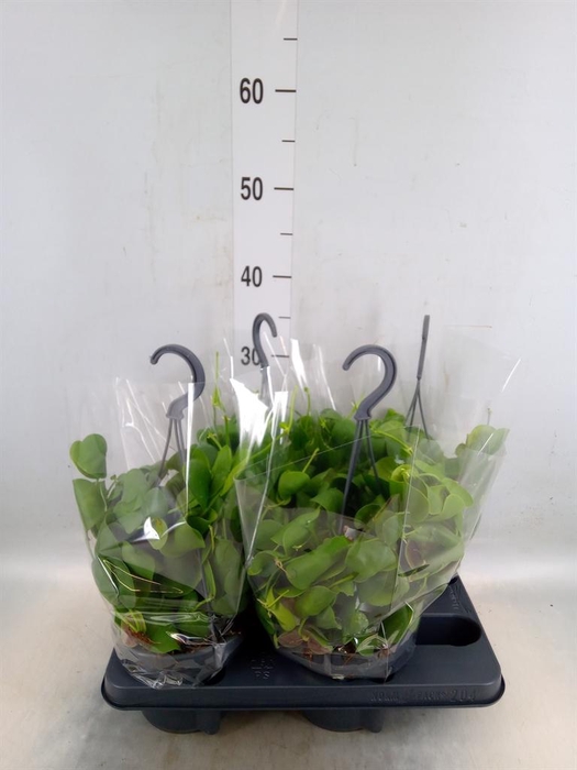 <h4>Dischidia platyphylla</h4>