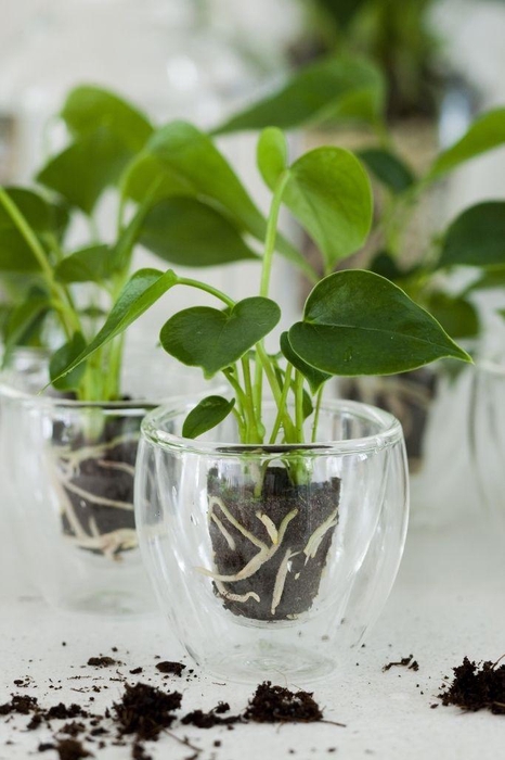 <h4>Anthurium Grown your own glass cup</h4>