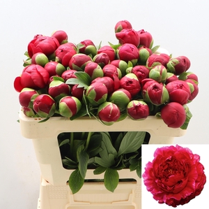 PAEO HENRY BOCKSTOCE