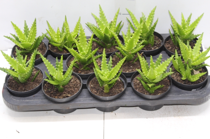<h4>SUCULENTAS P11</h4>