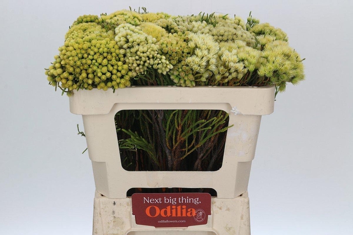 <h4>BRUN PALEACEA</h4>