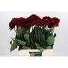 Dahlia Red Runner