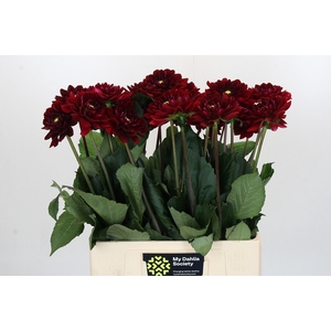 Dahlia Red Runner