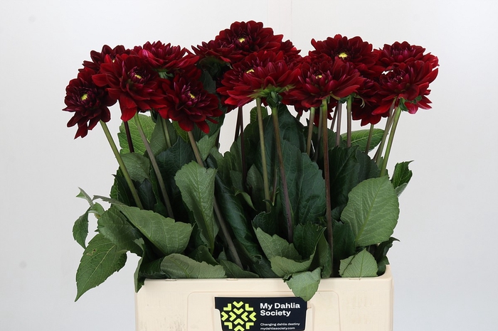 <h4>Dahlia Red Runner</h4>