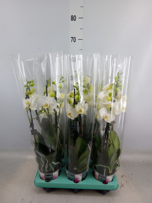 <h4>Phalaenopsis   ...white</h4>