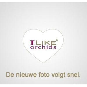 Duetto Multi -overig M460