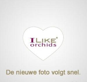 <h4>Duetto phalaenopsis 4 tak - overig</h4>