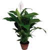 SPATHIPHYLLUM COMPACTO P19 COM FLOR