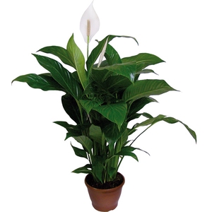 SPATHIPHYLLUM COM FLOR P24 COM FLOR