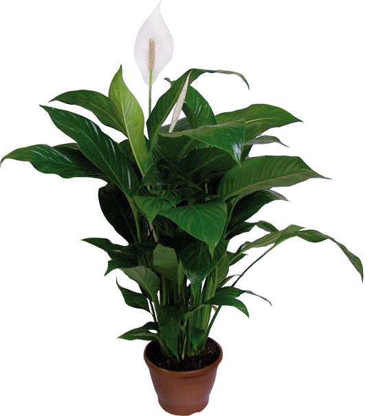SPATHIPHYLLUM COMPACTO P19 COM FLOR
