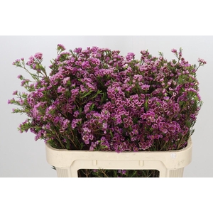 Chamelaucium 'Nina's Delight'