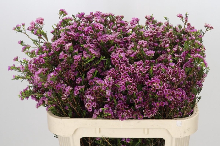 <h4>Chamelaucium 'Nina's Delight'</h4>