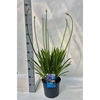 Agapanthus Columba