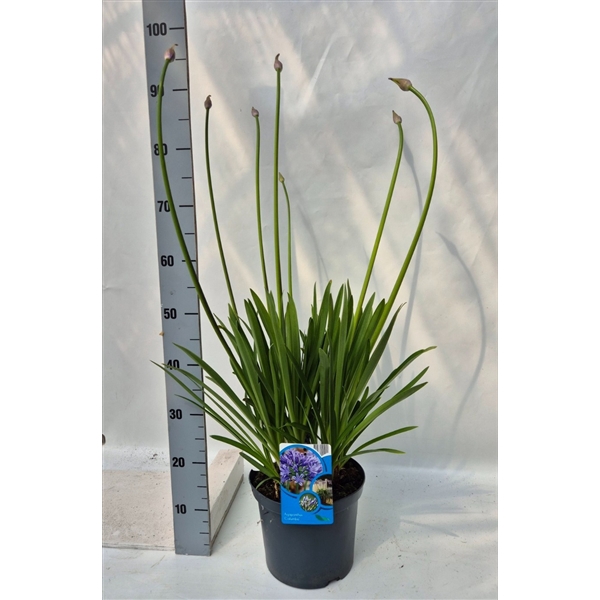 Agapanthus Columba
