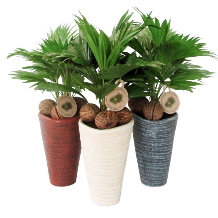 <h4>Livistona rotundifolia</h4>