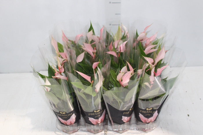 <h4>ANTHURIUM LILLI P09 PREMIUM</h4>