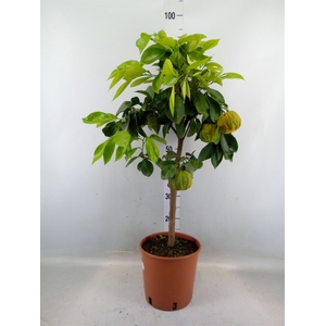 Citrus sinensis