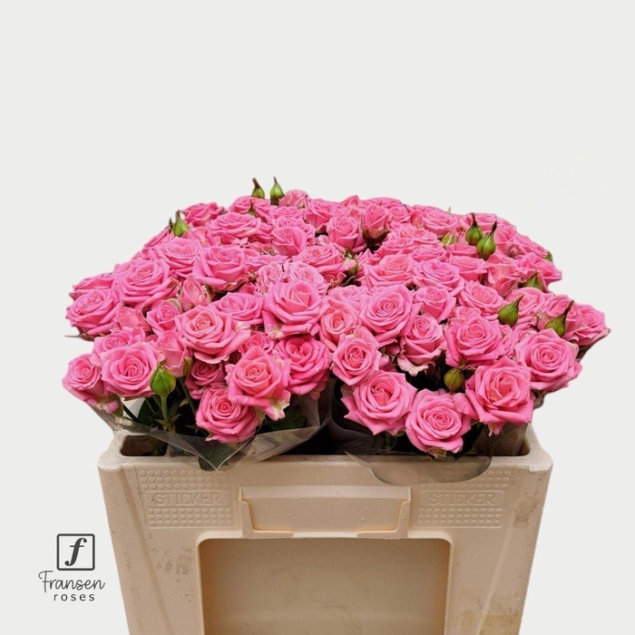 <h4>Rosa spray emilia</h4>